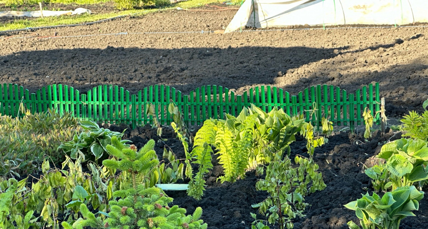 Каким будет лето-2025 после аномально тёплой зимы: синоптики объяснили, к чему быть готовыми садоводам