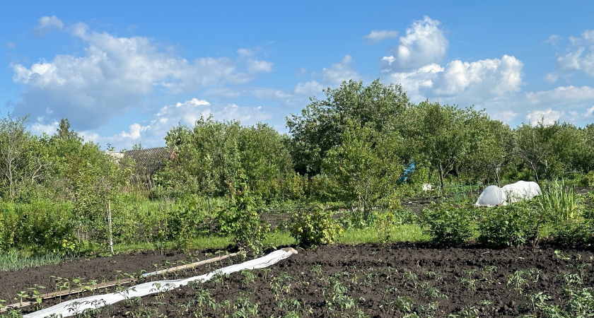 Не грядка, а стена из помидоров: куст томата ломится от громадного количества мясистых плодов — урожай вывозят тачками