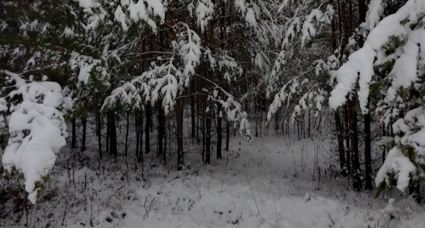 В Пензенской области зафиксировано присутствие шакалов