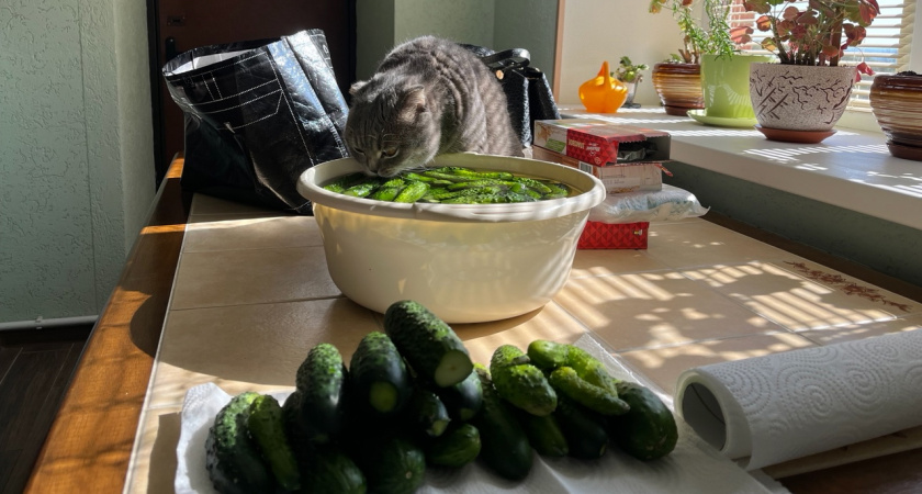 Не сорт, а мини-завод: каждая плеть усыпана гроздьями корнишонов — «штампует» огурцы на 42-й день и без пчёл