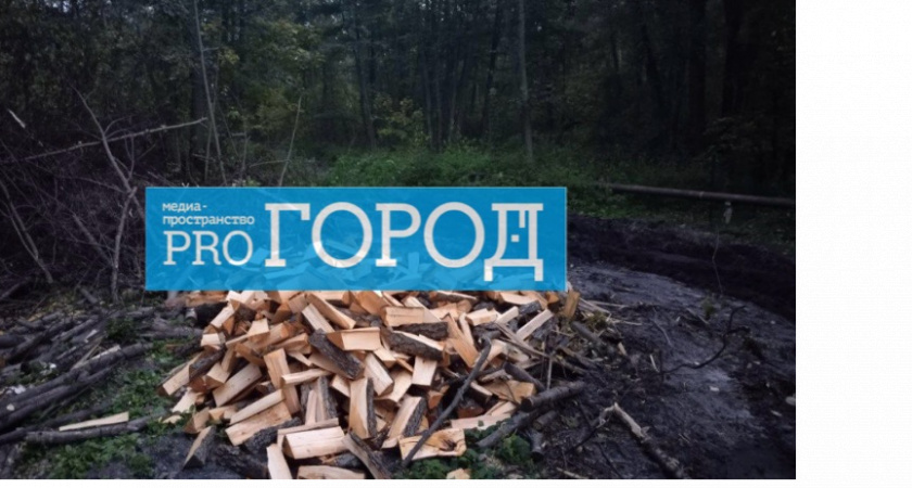 Борьба длиною в 3 года. Кто победит: реликтовый лес или каменные джунгли?