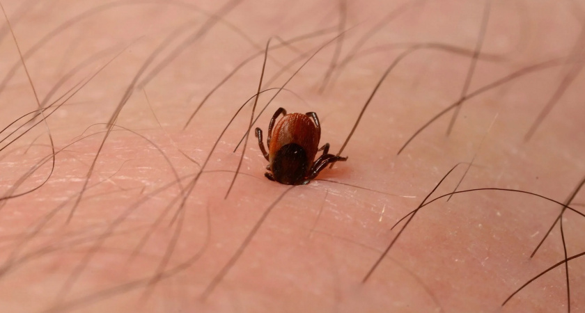 Клещи проснутся раньше: рассказываем, как защититься от опасных членистоногих