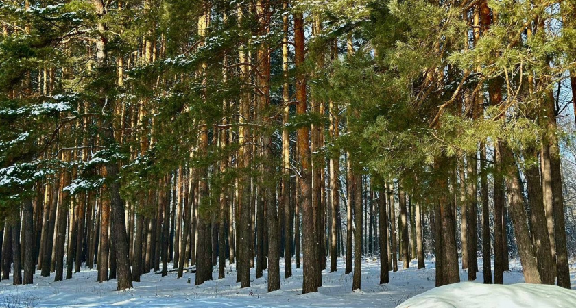 В Пензенской области высадят два миллиона деревьев