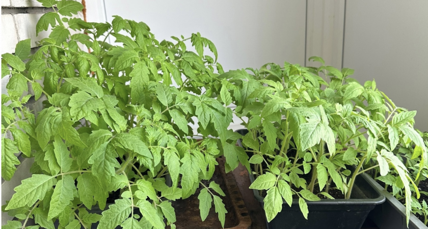 Пару капель — словно стакан навоза: рецепт натурального стимулятора для рассады из «дедушкиного» блокнота