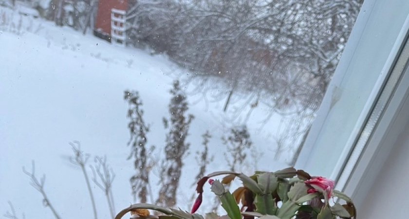 Стёкла намыты словно после клининга: два пакетика в кипяток — и семь месяцев без разводов