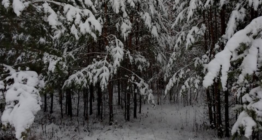 Пензенские лесные инспекторы ужесточили надзор по охране лесов