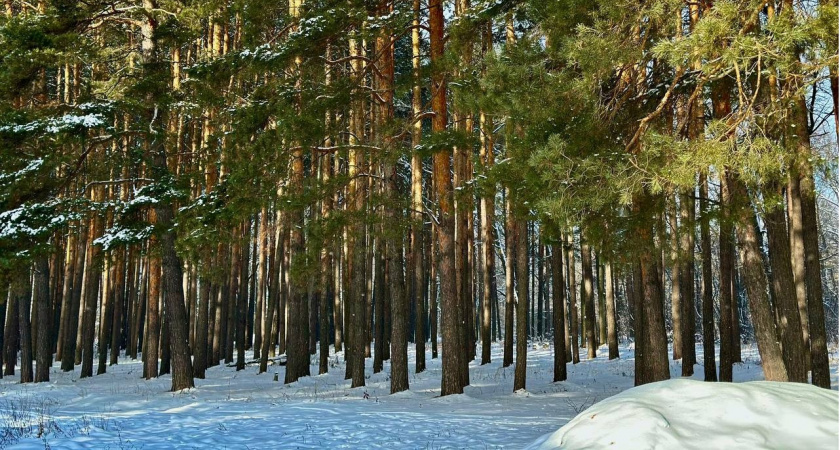 В двух районах Пензенской области выявлены нарушения охотничьего законодательства