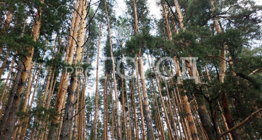 В апреле пензенцы смогут посадить лес в честь героев ВОВ