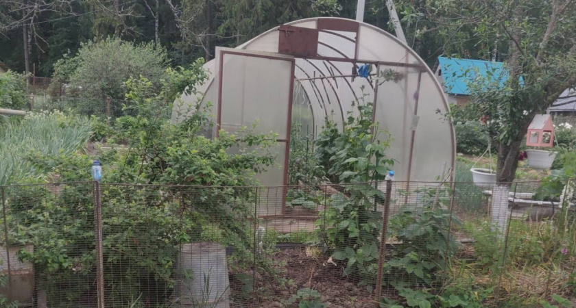 Пензенцам напомнили, какие растения не должны быть на дачном участке