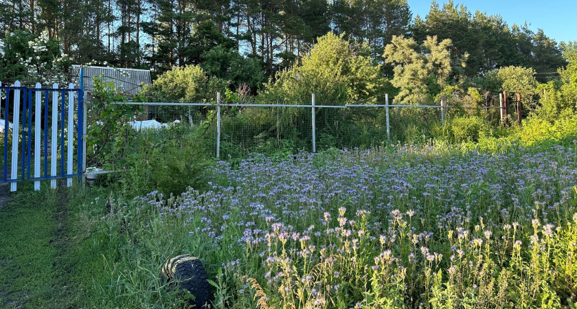 По 4000 рублей с человека: за шум на даче придётся заплатить — что не стоит делать на участке, чтобы не получить штраф