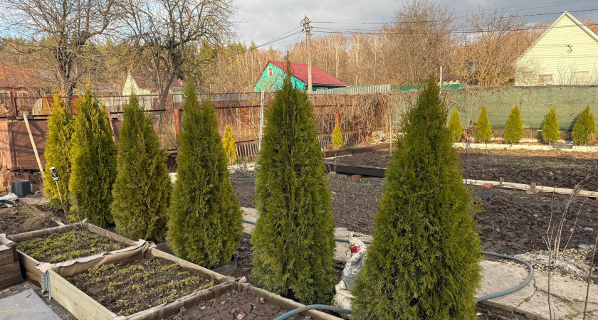 С 18 апреля на деревья и кустарники вводится строгий запрет: приняли решение для всех россиян, у кого есть дача или участок — новые штрафы