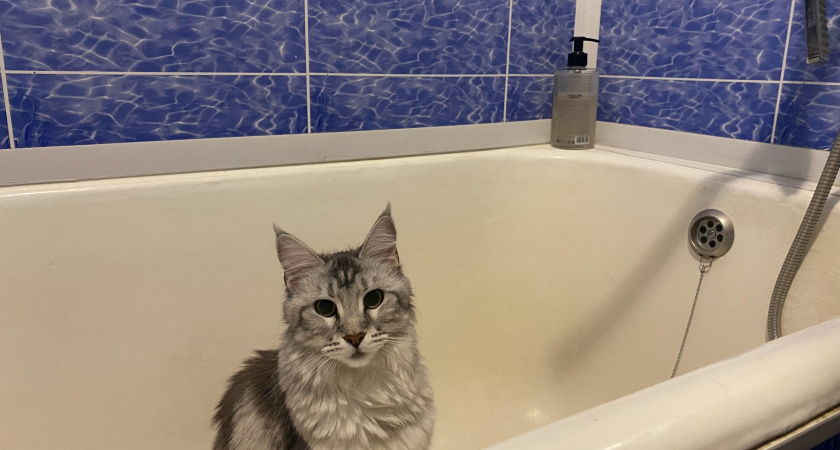 Фокус с одним продуктом с кухни и самым дешёвым шампунем — ванна будто только поставили. И тереть не надо 