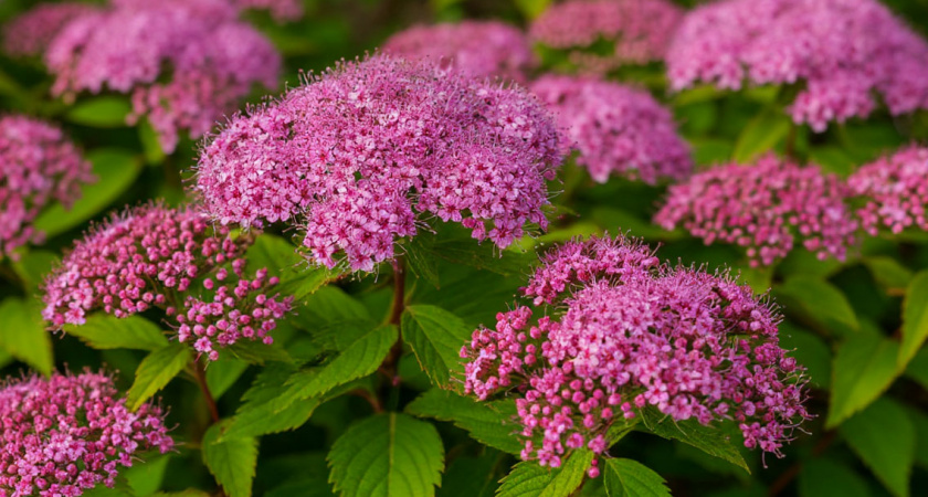 Волшебный многолетник с невероятно обильным цветением: радует всё лето до морозов и сорняки не страшны — настоящая находка для всех дачников