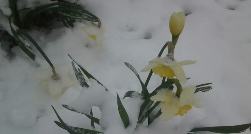 Ливни, заморозки, снег — синоптики рассказали о погоде на майские праздники. Первомай подложит нам всем свинью