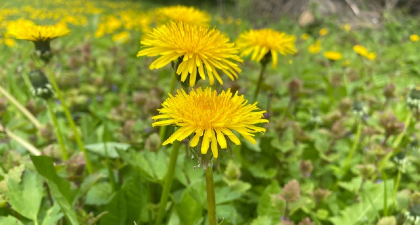 Дождались. С 1 мая категорически запрещены одуванчики участке — штраф до 20 000 рублей: дачникам озвучили новые правила 