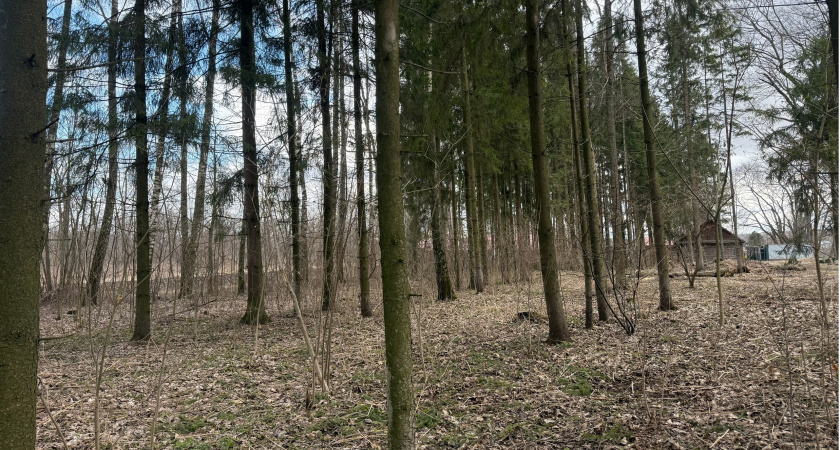 Пензенцам напомнили о штрафах за выбрасывание мусора