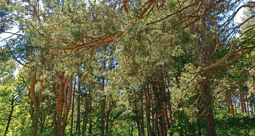 Более 300 жителей Пензенской области пострадали от клещей