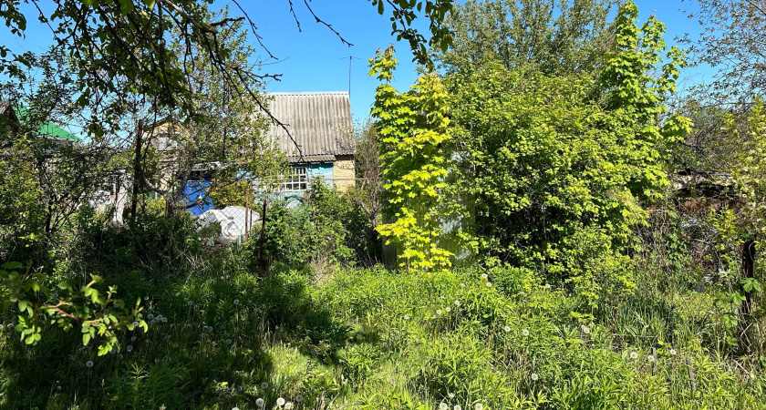 Для избавления от вьюна на огороде — обязательно: сажаем эти растения — никакой сорной травы на огороде