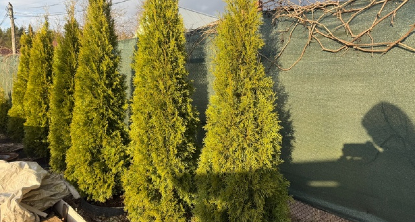 Теперь навсегда: с 11 мая полностью будет запрещена установка высоких заборов на даче — придётся их убрать