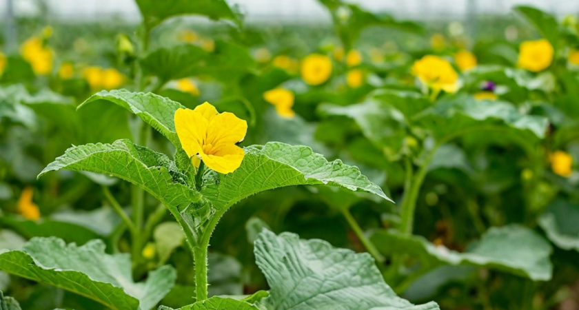 Только так: 2 копеечные таблетки из аптеки —  на плетях листьев не видно, столько завязей и огурцов. Собирать с одного куста не успеваешь