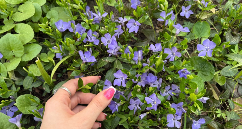 В Пензе активно высаживают цветы к 80-летию Победы