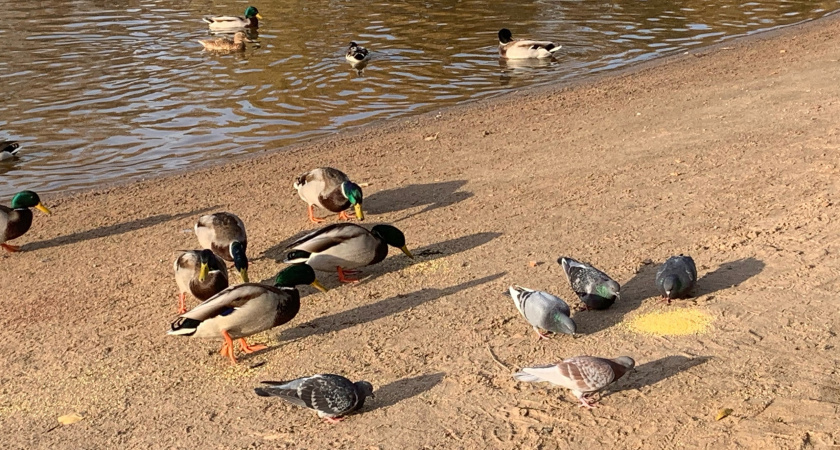 В Пензенской области подошел к концу сезон охоты на пернатую дичь