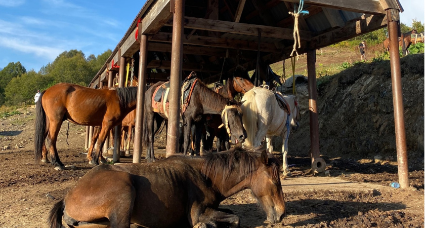 «Не курорт, а вонючий клоповник»: честный отзыв туристки об отдыхе в Абхазии