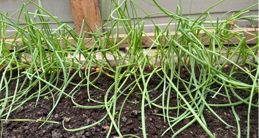 Только так, а не иначе: 1 щепотка средства в лук — и луковица в ладонь не поместится