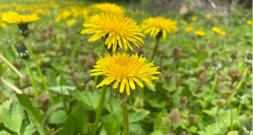 Запомните раз и навсегда: не выбрасываем одуванчики и крапиву — будет отличное зелёное удобрение для огорода. Никакой химии не надо