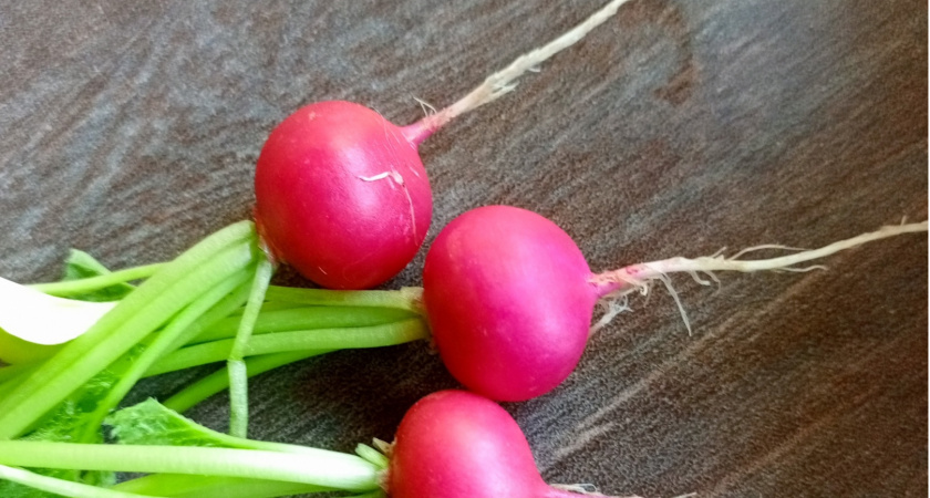 Теперь редиска всегда всходит рано: бабушка рассказала, как сделать урожай в 3 раза больше 