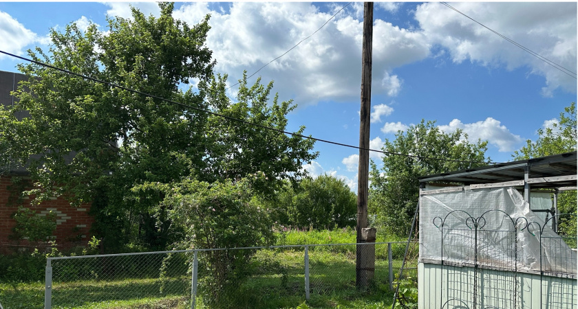 Не больше одного на участке: деревья-киллеры уничтожат весь урожай и почву испортят — много лет ничего не приживётся   