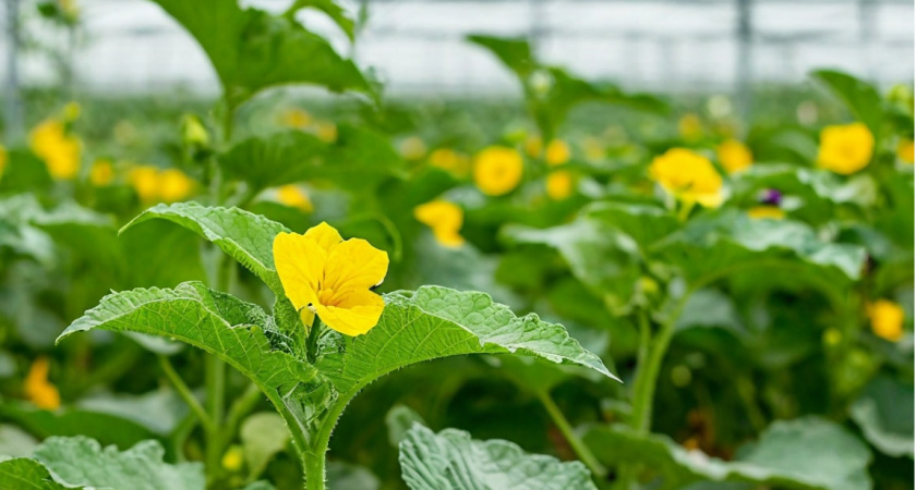 Растворяю две копеечные таблетки и поливаю молодые огурчики — от зеленцов летом спасу нет: раздаю вёдрами всей деревне