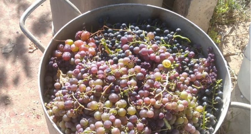 Этот фрукт очень вредный: а мы его едим как деликатес, ещё и детям даём