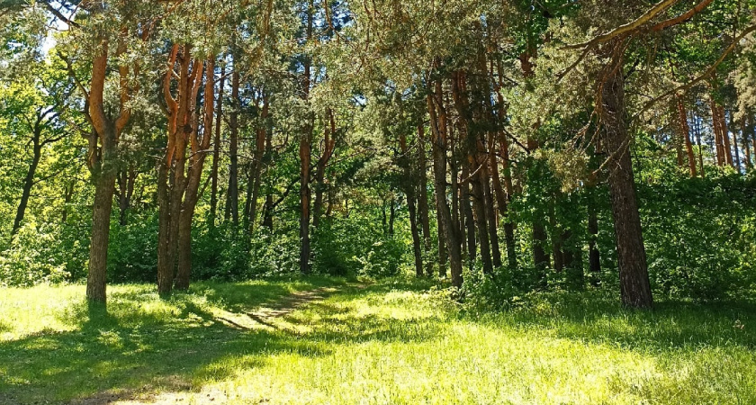 Глава Минлесхоза оценил, как проходят противопожарные мероприятия в Сердобском лесничестве