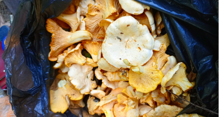 Учёные назвали самый полезный гриб: не шампиньоны, не вешенки и оказались в два раза полезнее лисичек