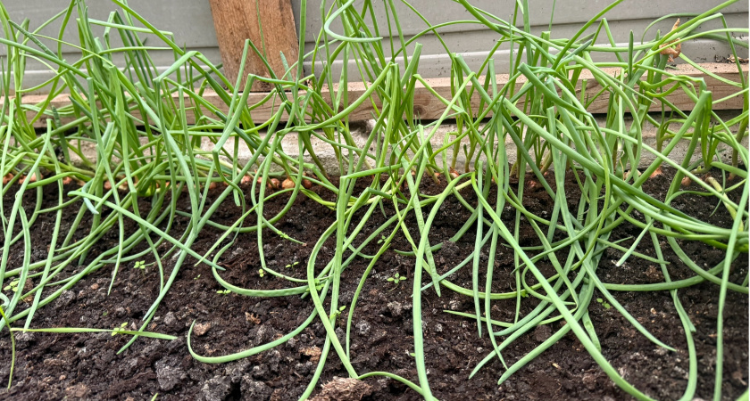 Жёлтые перья у лука и чеснока не беда: решаю проблему подкормкой — культуры будут ярче и зеленее изумруда