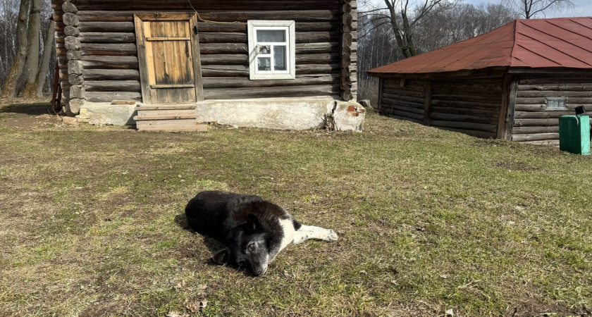 В Пензе отловили безнадзорных собак после жалобы местной жительницы