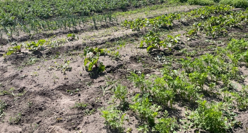 Не лунка, а кормилица: засыпаю 2 ложки при высадке огурцов — плодами обеспечена вся «орда» родни