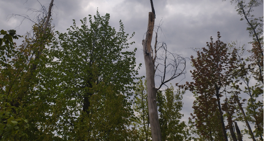 В Пензенской области усилено патрулирование лесного фонда