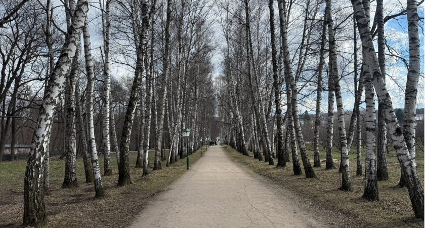 Кузнечанина от заготовки дров для бани не остановил даже закон