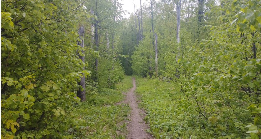 В двух районах Пензенской области были замечены лесные пожары