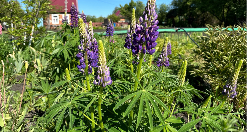 Кто не обработал смородину, крыжовник, вишню в начале июня — соберёт мелкий «бисер»: раствор для крупных ягод с сухим отрывом