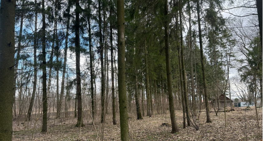 В Пензенском районе спасатели помогли мужчине, которого придавило дерево