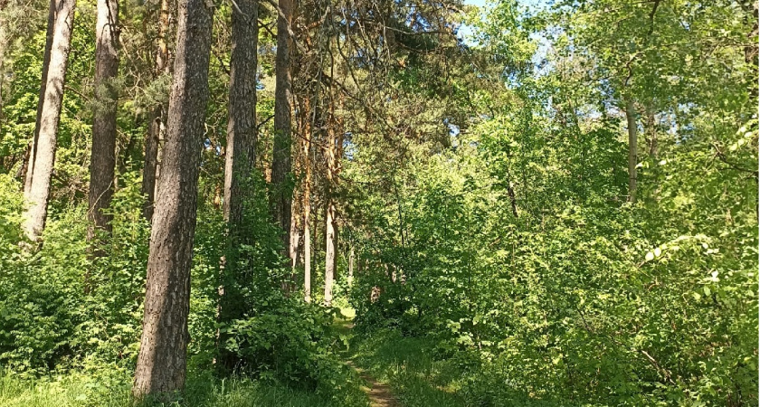 В Нижнеломовском районе выявлен факт незаконной рубки деревьев