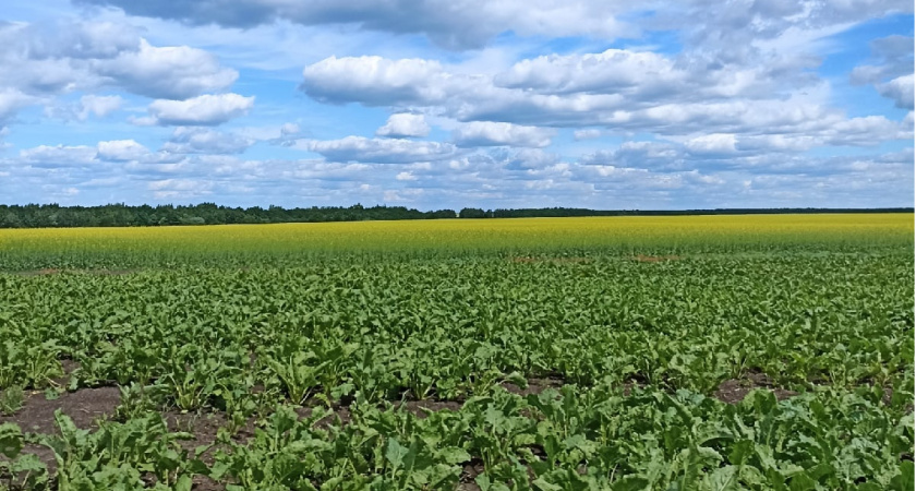 За январь-март 2025 года из Пензенской области экспортировано более 3,1 тыс. тонн зерна