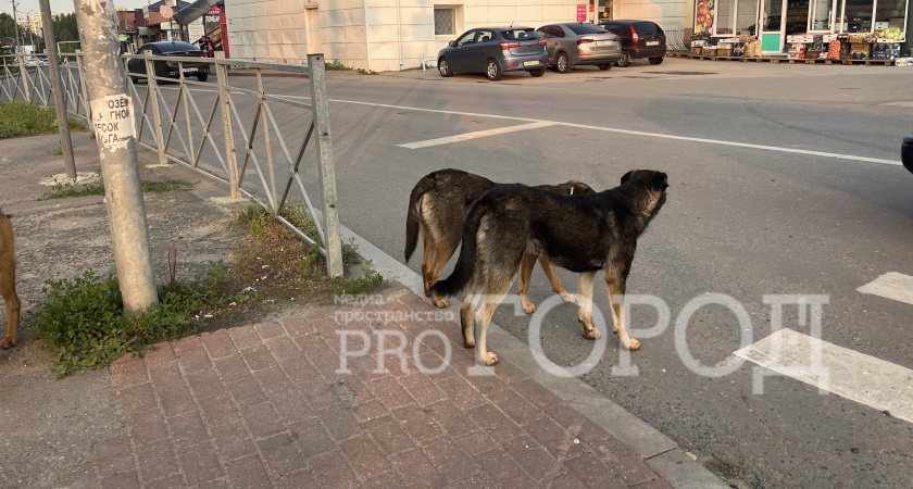 Жуткий случай на ул. Ангарской. Бойцовская собака чуть не загрызла трехлетнего мальчика