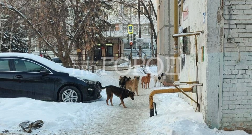 В Пензе мать школьника через суд добилась компенсации за укус бездомных собак сына на ул. Экспериментальной