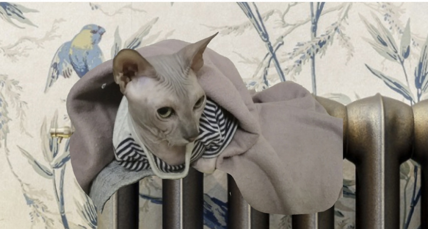 Настоящее значение слова «катавасия» — слышали все, а угадать не могут: а вы сдадите тест по русскому?