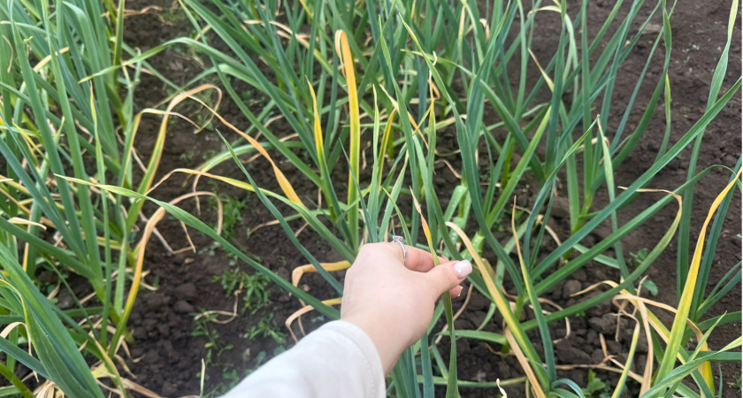 Пожелтевшие лук с чесноком «откачала» за 1 день — два раза полил и даже лежачие перья воспряли на глазах