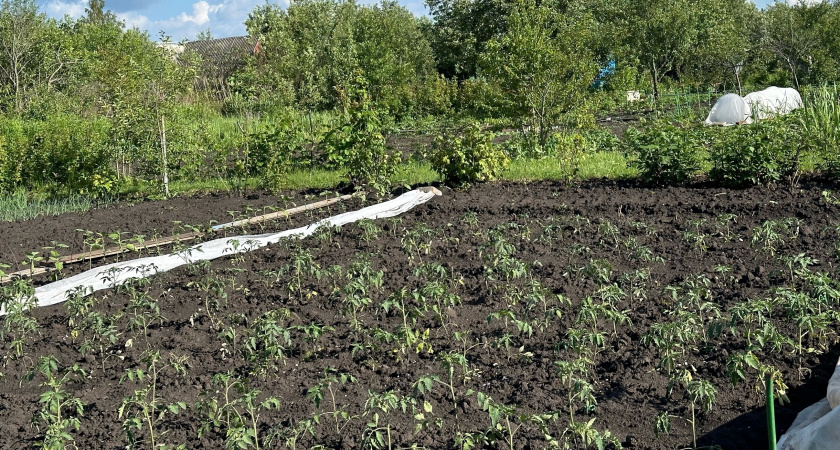 Томаты начали цвести — кладу в теплицу 1 вещь: ни одного пустоцвета, все кусты усыпаны завязями